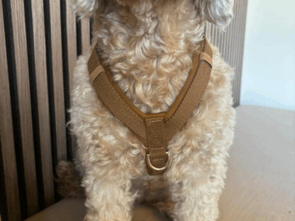 Studio Proud hondenharnas bruin en beige