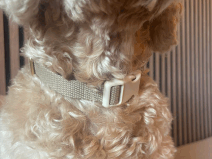 Hond draagt beige hondenhalsband met comfortabele pasvorm