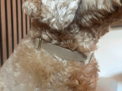 Beige hondenhalsband om de hals van een hond met verstelbare pasvorm