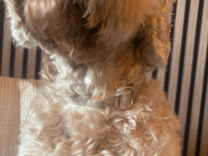 Beige hondenhalsband om de hals van een hond gezien van achteren
