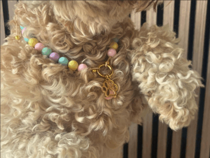 Hondenketting - Asilah - Afbeelding 4